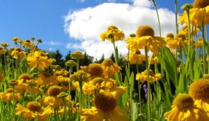 black eye susans